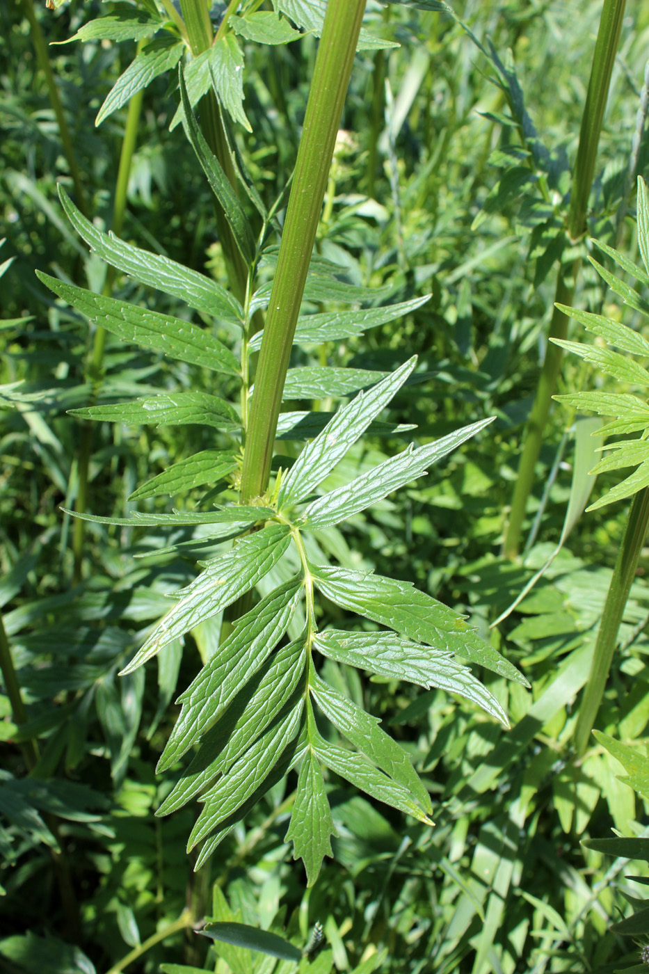 Image of genus Valeriana specimen.