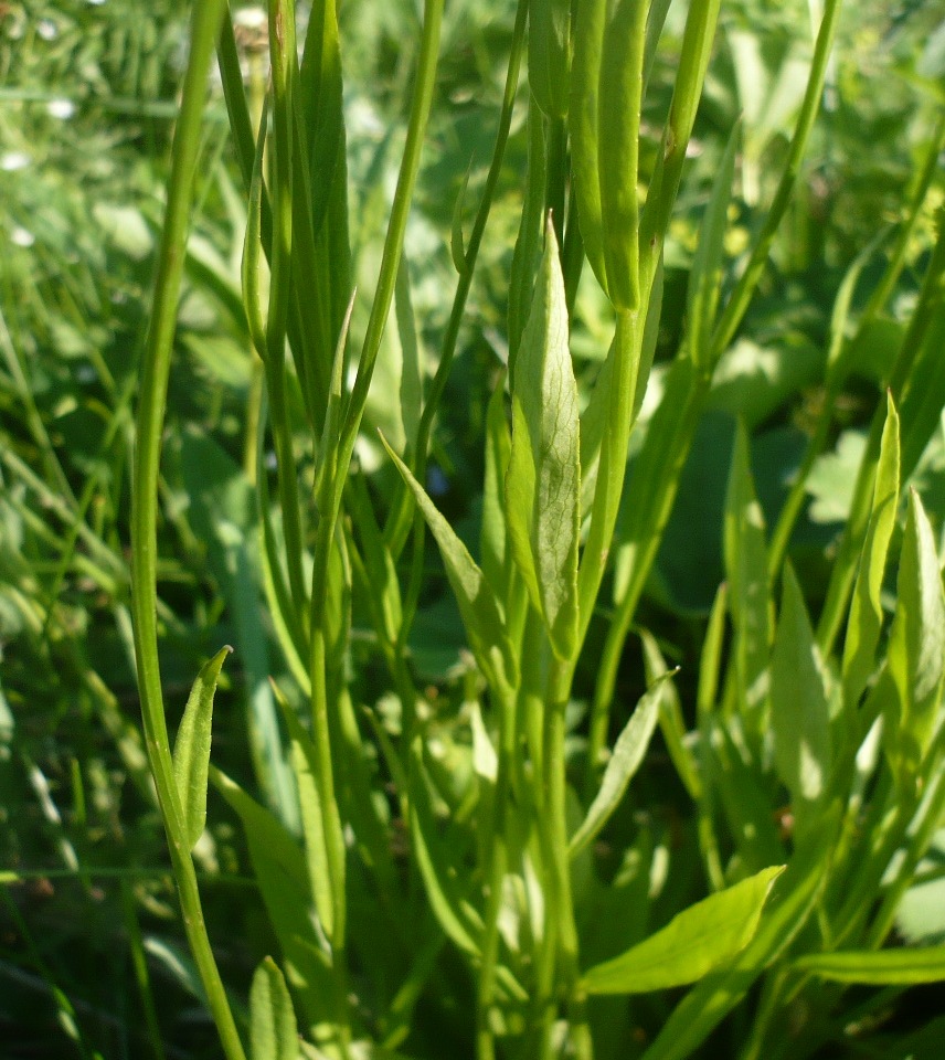 Изображение особи Campanula altaica.