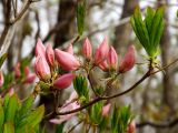 Rhododendron schlippenbachii. Ветвь с бутонами. Приморье, Хасанский р-н, п-в. Гамова, смешанный лес. 02.05.2015.