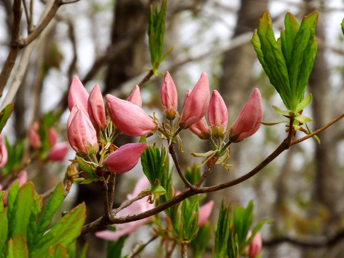 Image of Rhododendron schlippenbachii specimen.