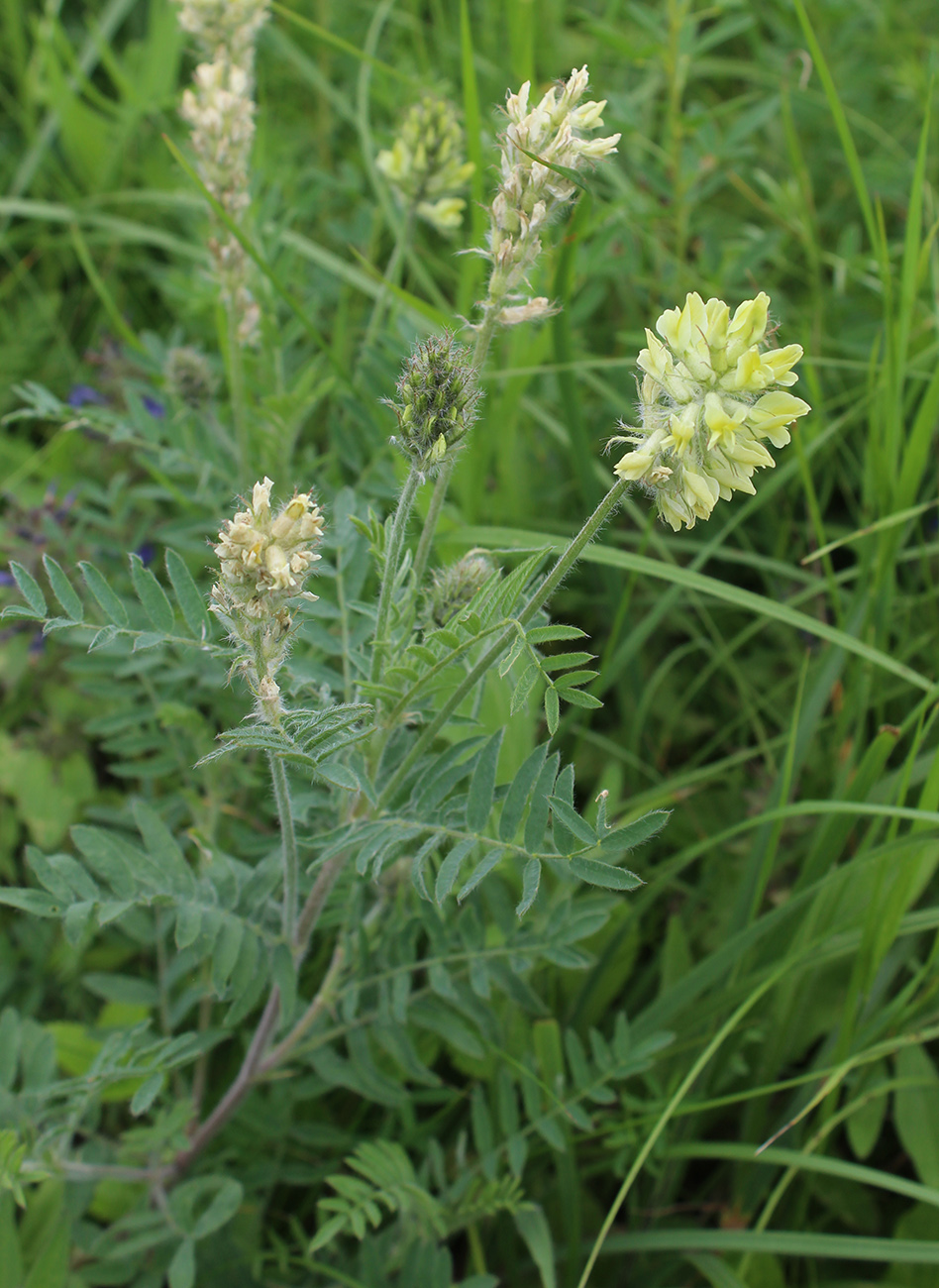 Изображение особи Oxytropis pilosa.