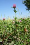 Trifolium medium