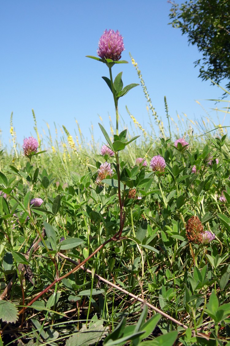 Изображение особи Trifolium medium.