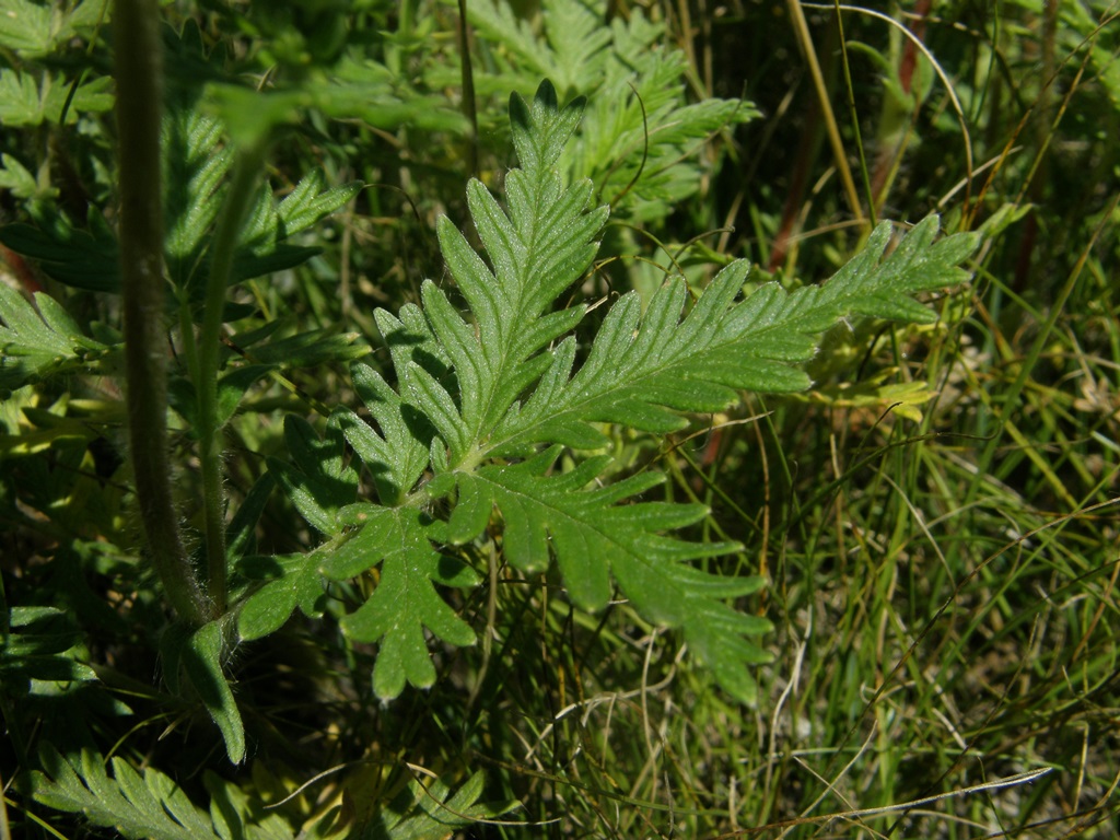 Изображение особи Potentilla longifolia.