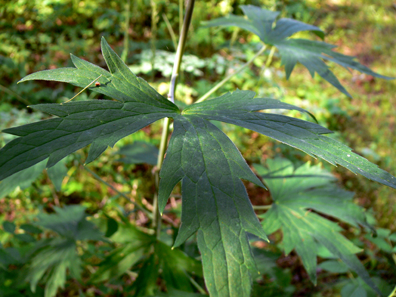 Image of Delphinium elatum specimen.