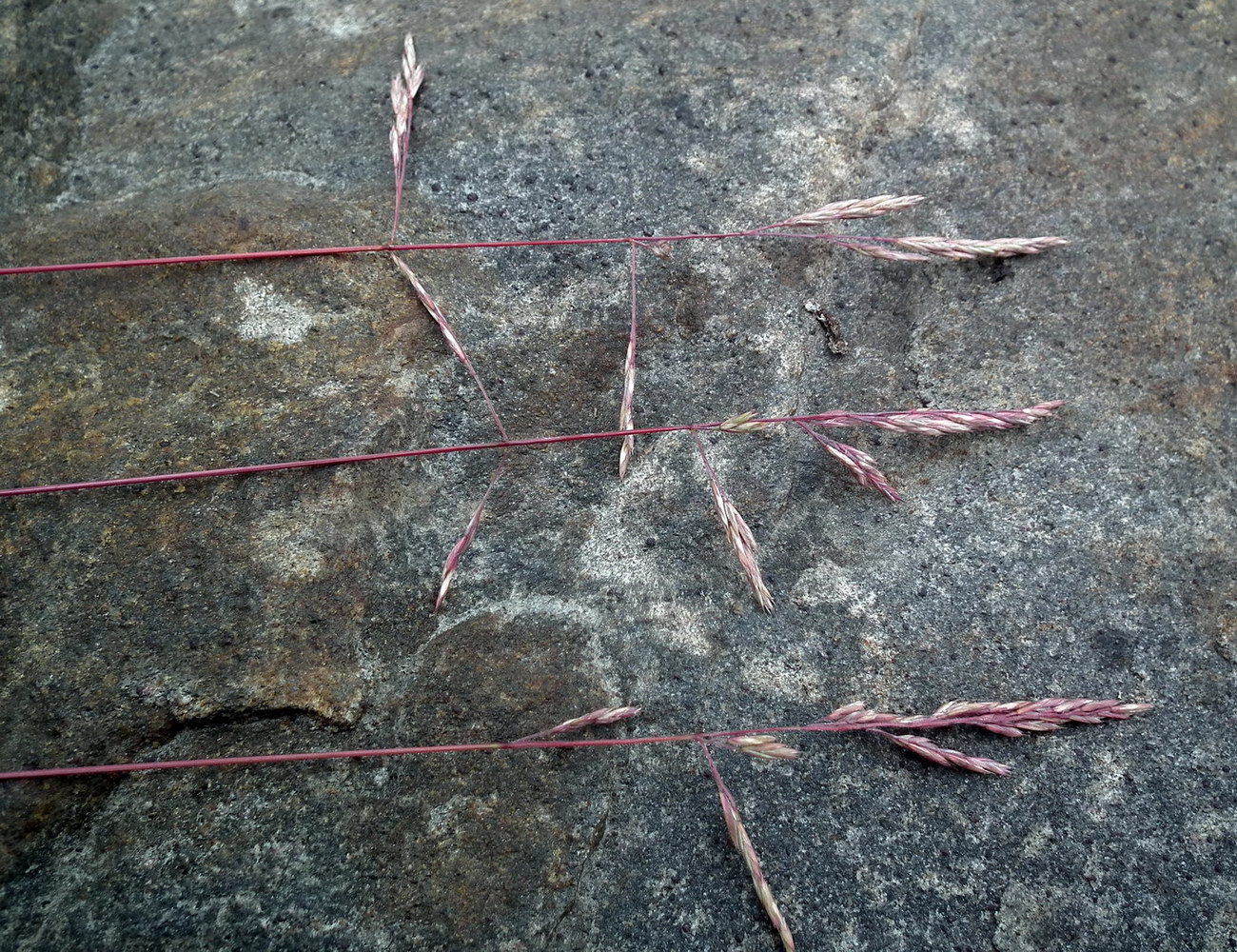 Image of Festuca rubra specimen.