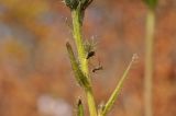 genus Picris