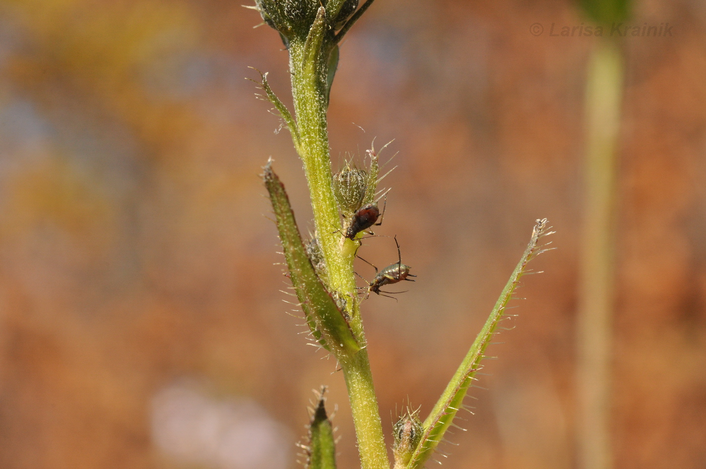 Image of genus Picris specimen.