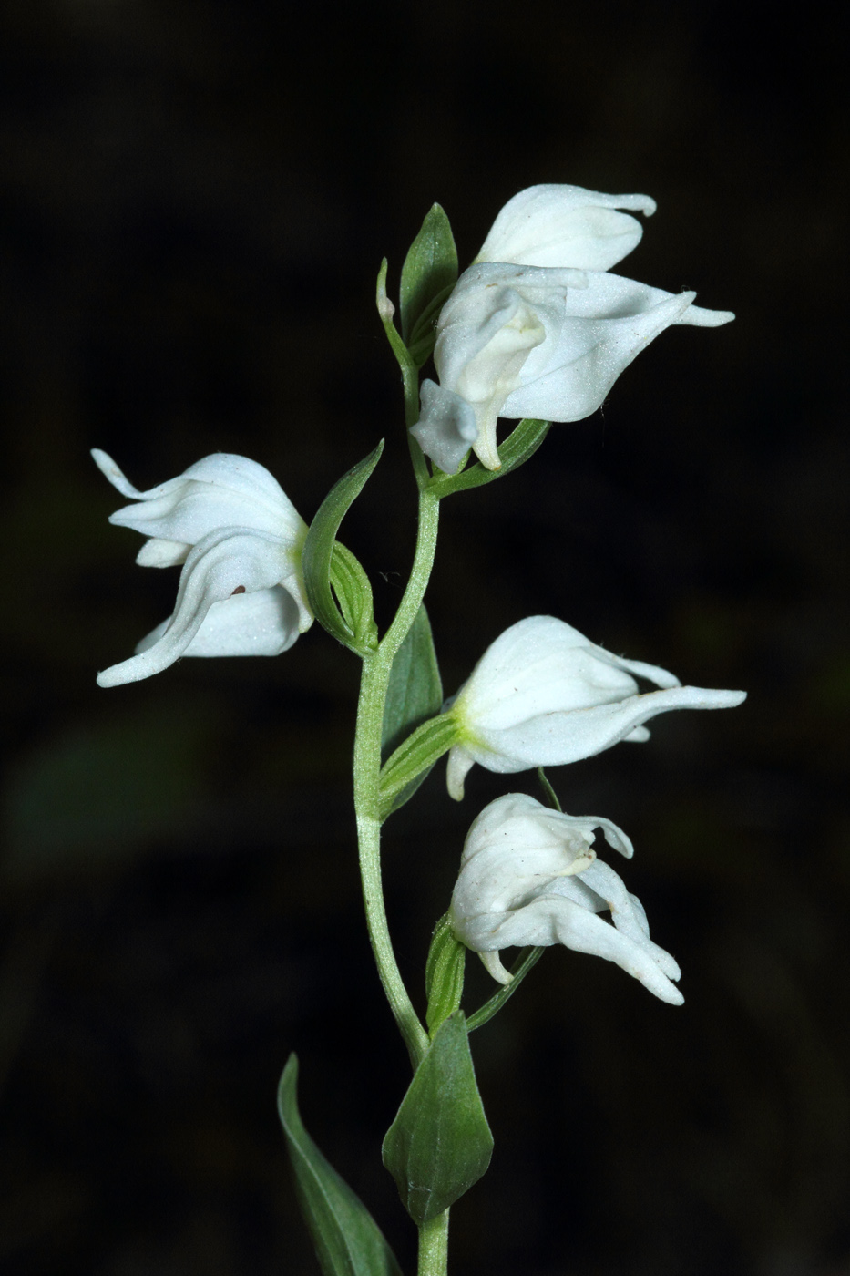 Image of Cephalanthera epipactoides specimen.