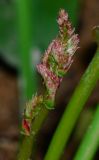 Limonium perezii