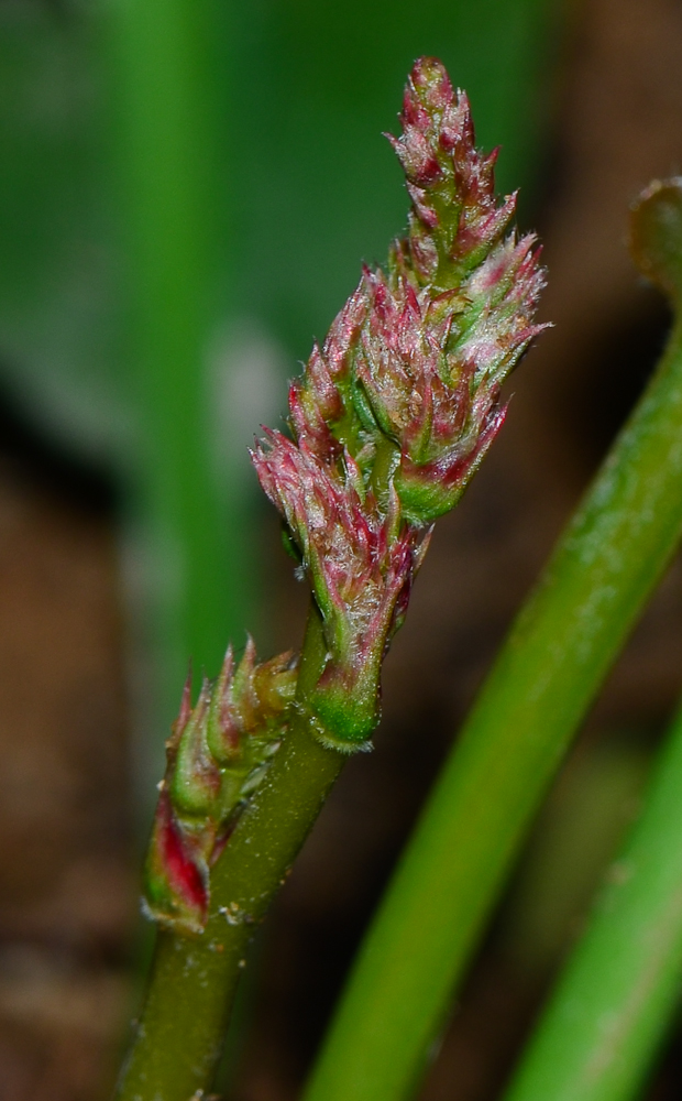 Image of Limonium perezii specimen.