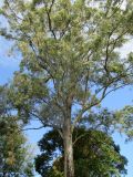 Eucalyptus siderophloia
