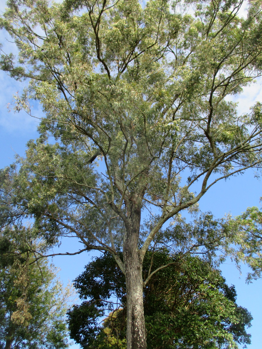 Изображение особи Eucalyptus siderophloia.