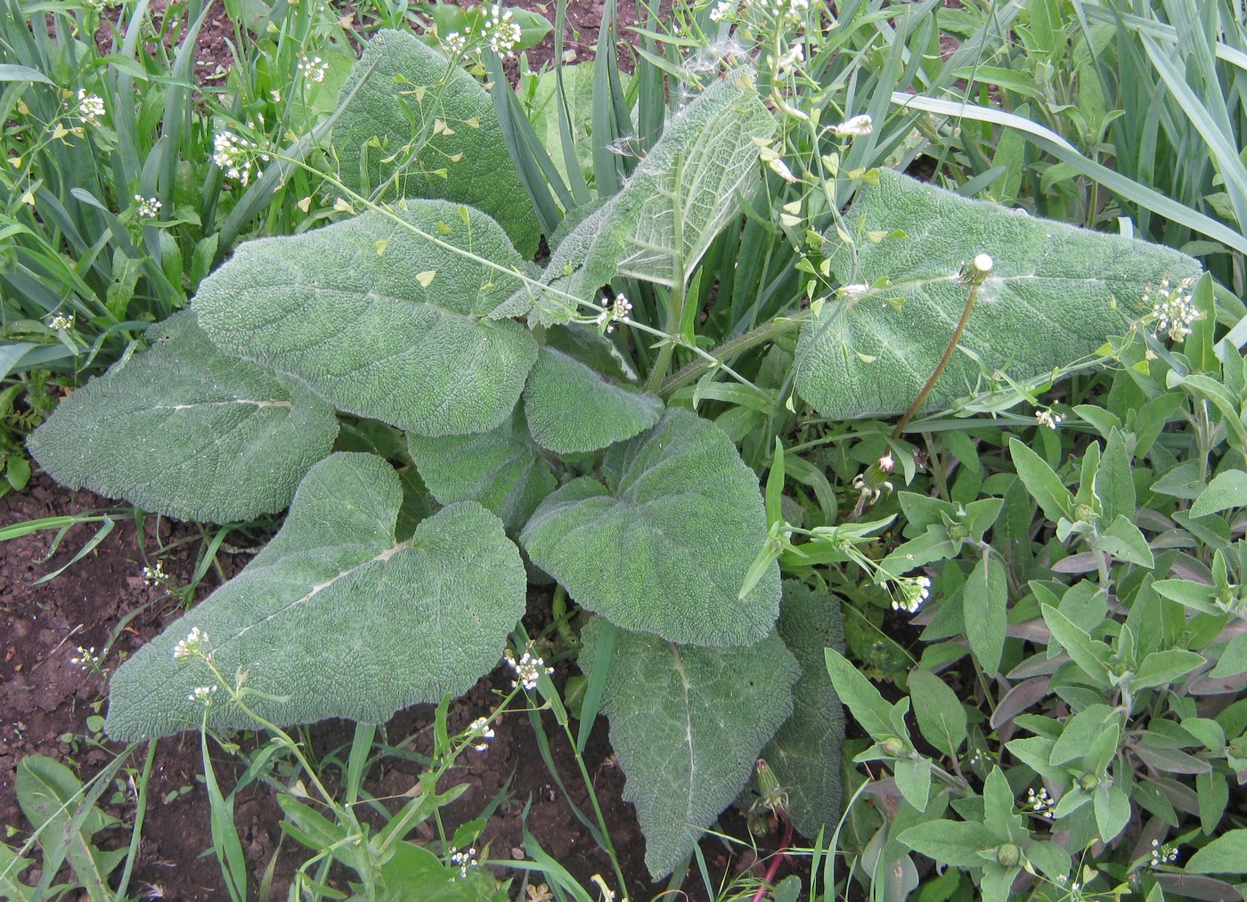 Image of Salvia sclarea specimen.