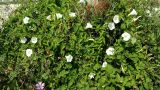 Calystegia sepium