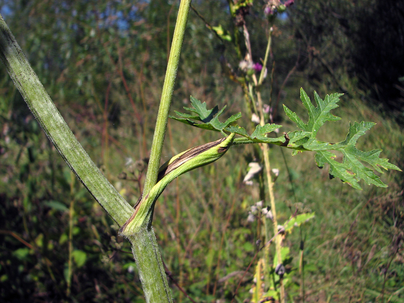 Image of Heracleum sibiricum specimen.