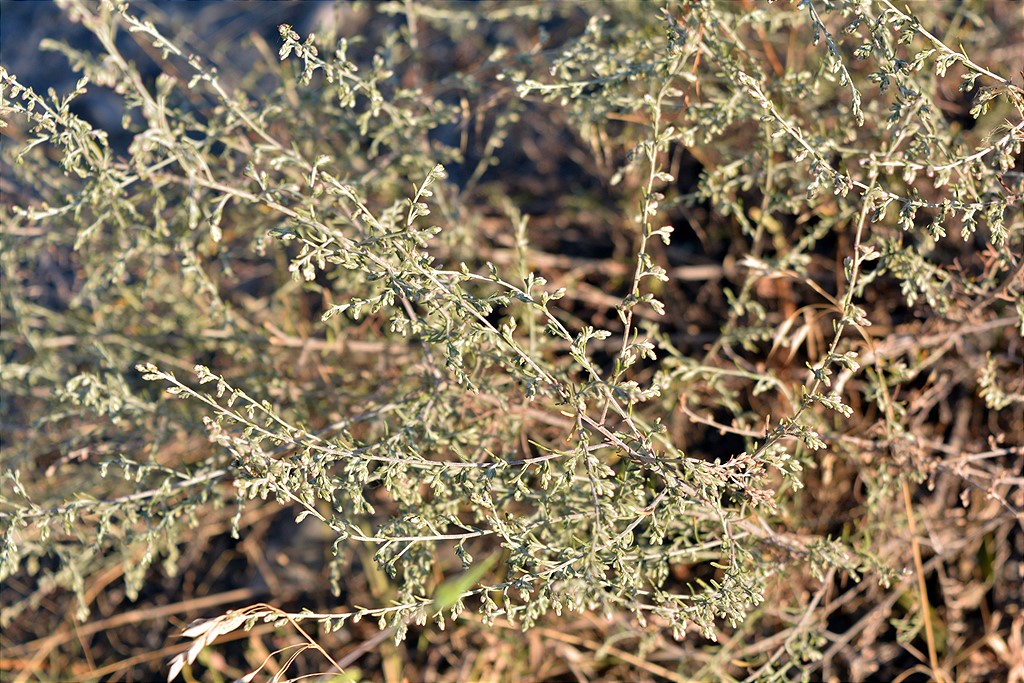 Image of genus Artemisia specimen.