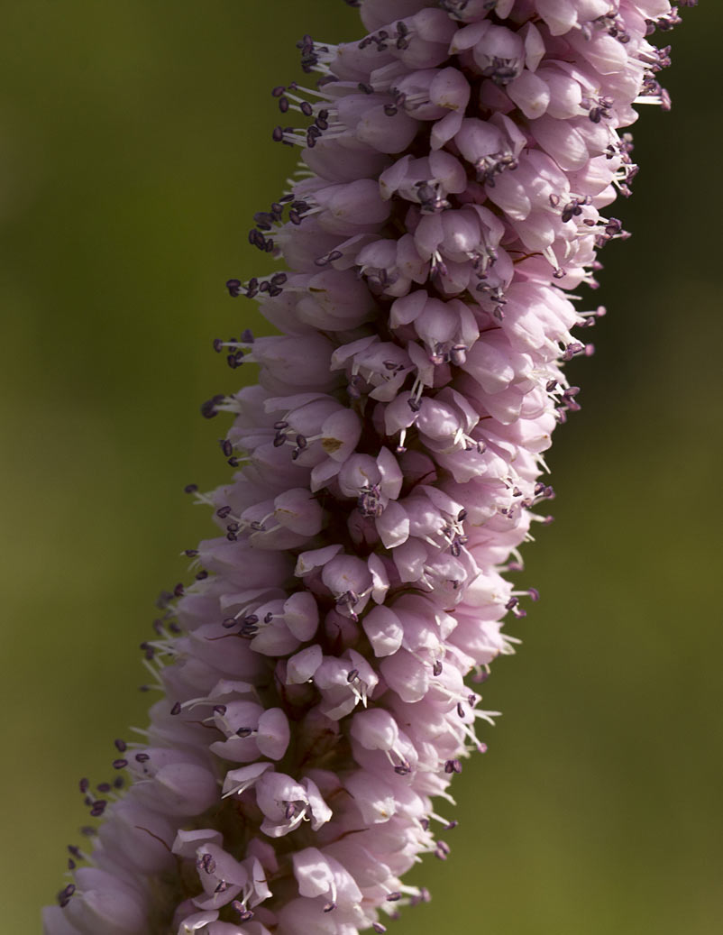 Изображение особи Bistorta officinalis.