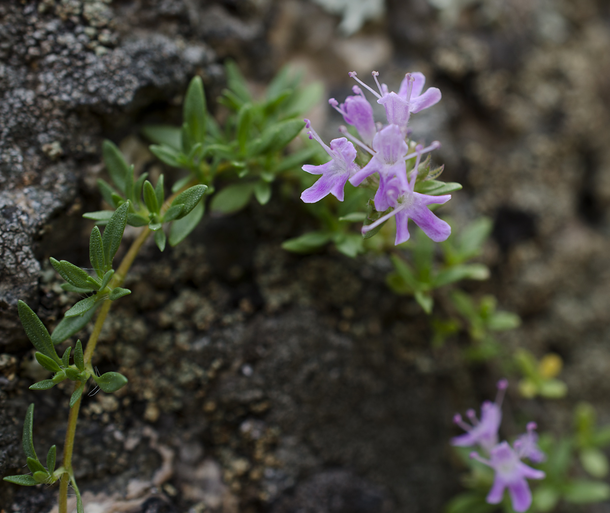 Изображение особи Thymus roseus.