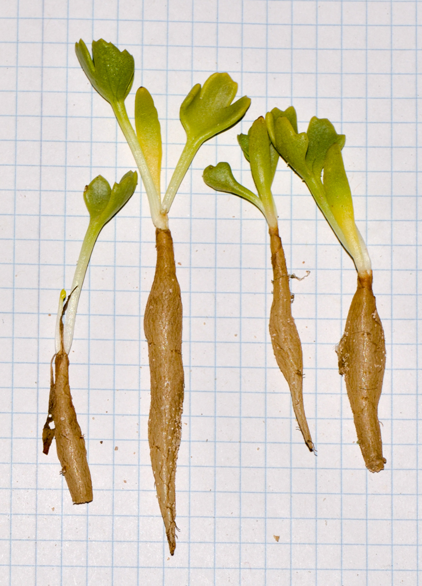 Image of Astydamia latifolia specimen.