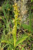 Dactylorhiza viridis