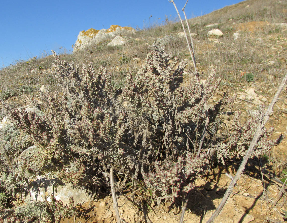 Image of Artemisia lercheana specimen.