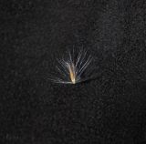 Miscanthus purpurascens