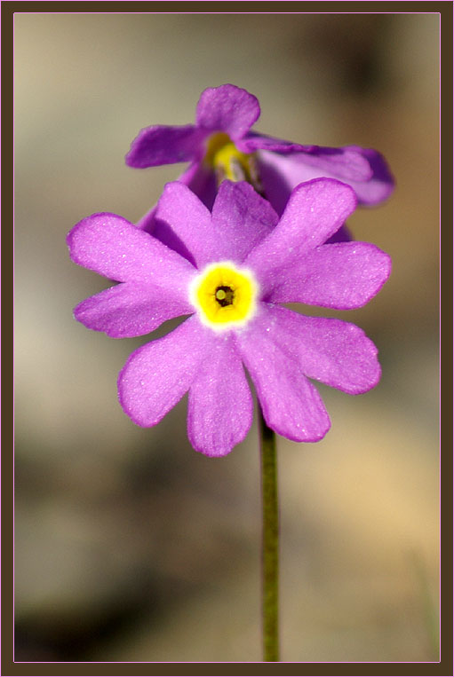 Image of genus Primula specimen.
