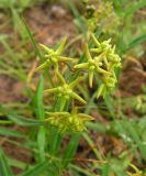 Pycnostelma paniculatum. Соцветие. Приморский край, Хасанский р-н, окр. горы Голубиный утес, песчаные дюны на приморской террасе. 24.07.2016.