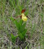 Cypripedium calceolus