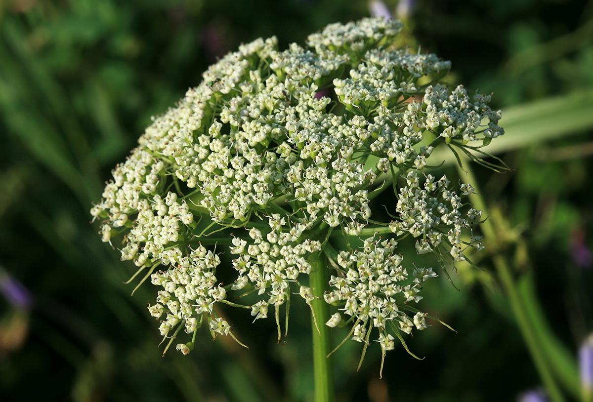 Изображение особи Coelopleurum gmelinii.