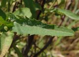 Sonchus palustris