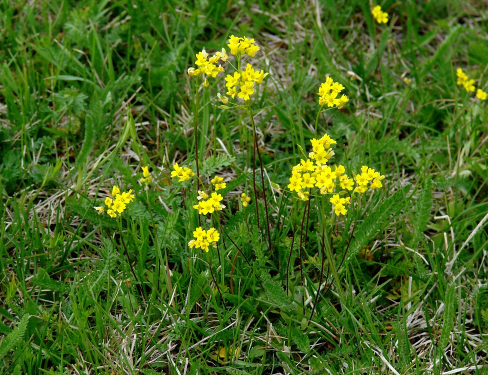 Image of Draba sibirica specimen.