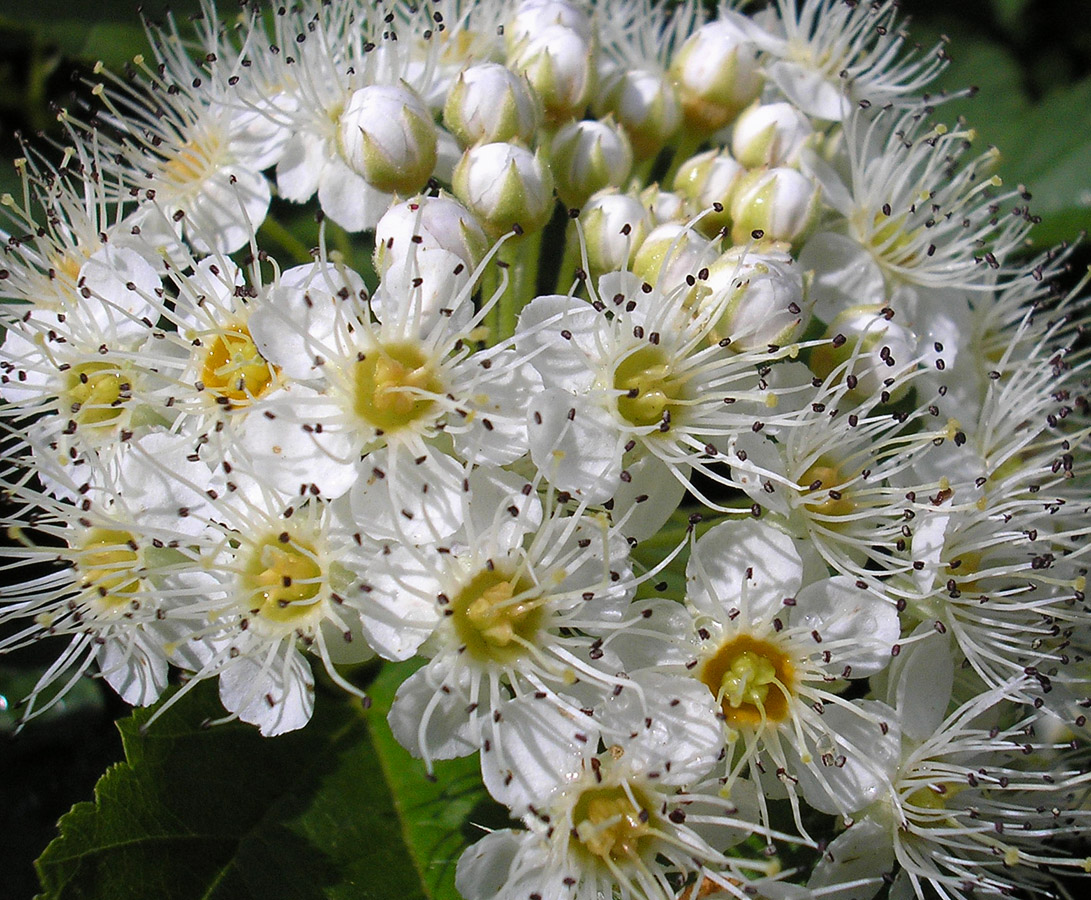 Image of Physocarpus opulifolius specimen.