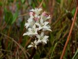 Menyanthes trifoliata. Соцветие. Магаданская обл., Ольский р-н, Ольское шоссе, осоково-пушицевая кочкарная тундра, термокарстовое озеро. 03.07.2013.