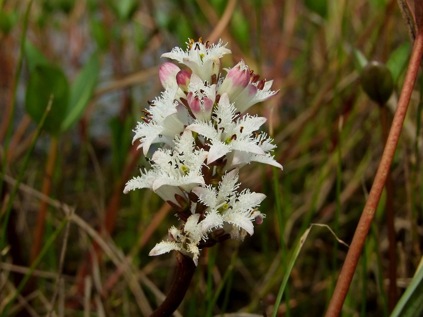 Image of Menyanthes trifoliata specimen.