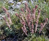 Saxifraga подвид grisebachii