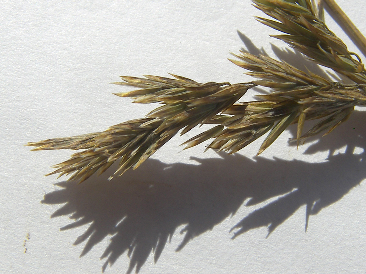 Image of Poa iberica specimen.