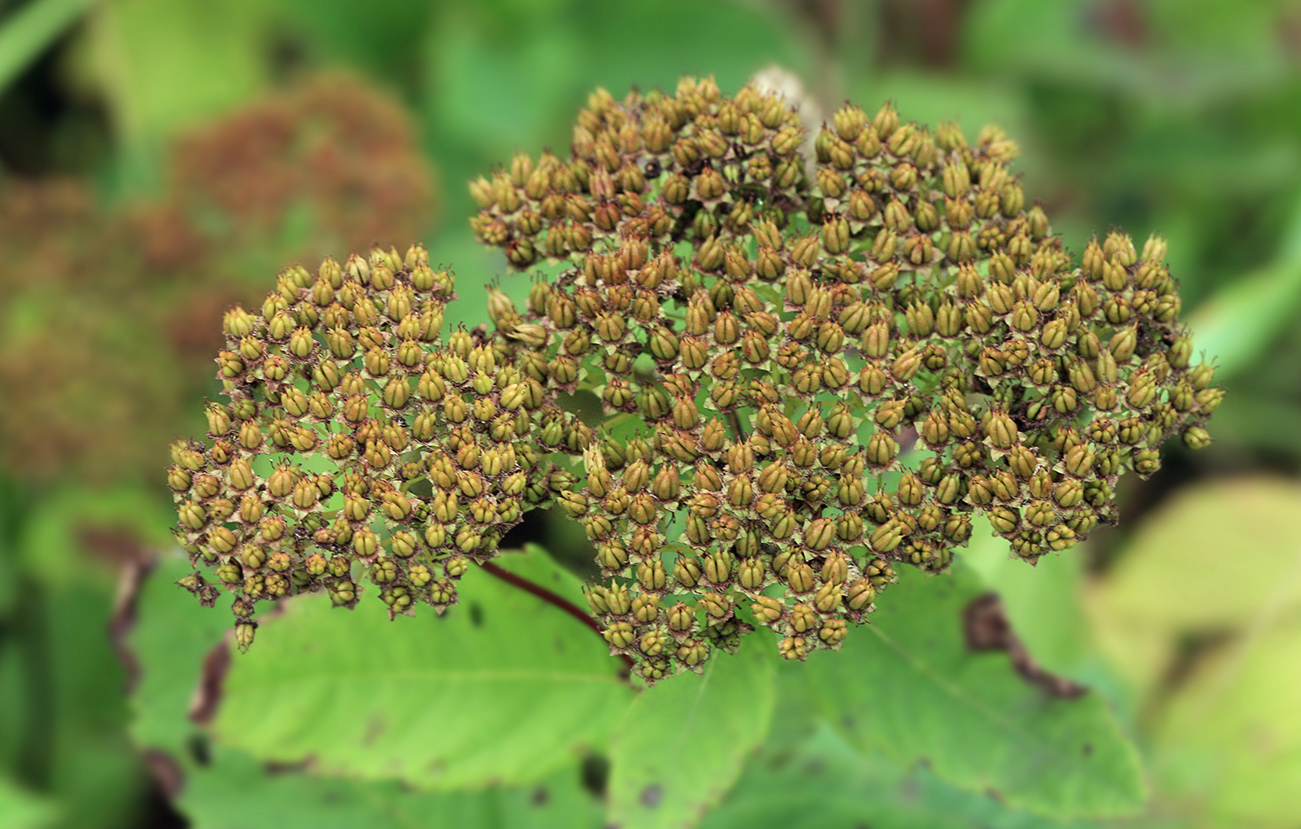 Image of Spiraea betulifolia specimen.