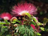 genus Albizia. Верхушки цветущих веточек. Австралия, северо-восточный Квинсленд, пос. Палума (Paluma), в озеленении. Конец сухого сезона (сезон gurreng). 29.09.2009.