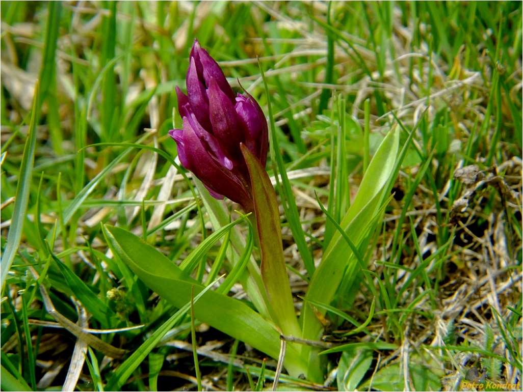 Image of Dactylorhiza sambucina specimen.