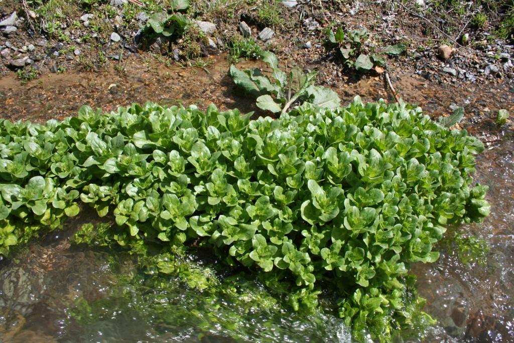 Image of Veronica anagallis-aquatica specimen.