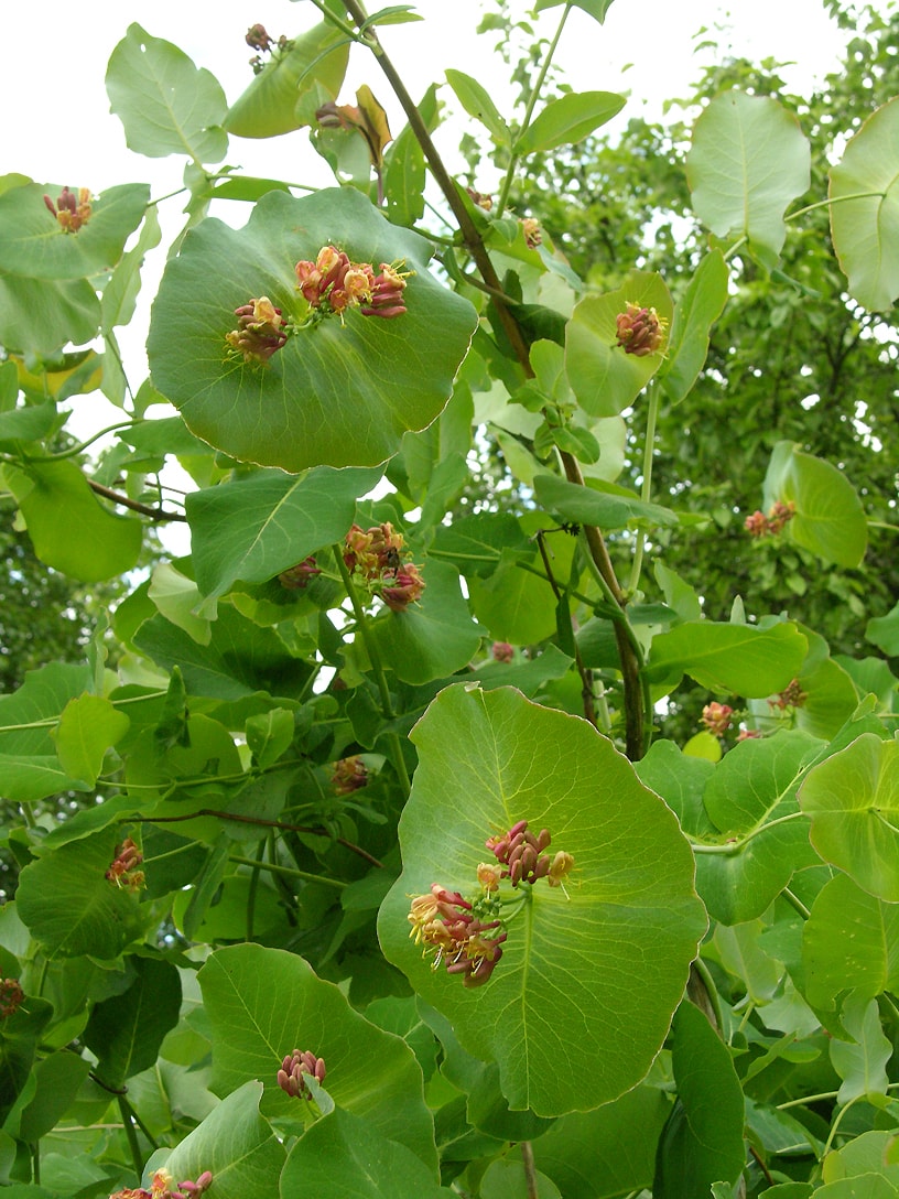 Изображение особи Lonicera dioica.