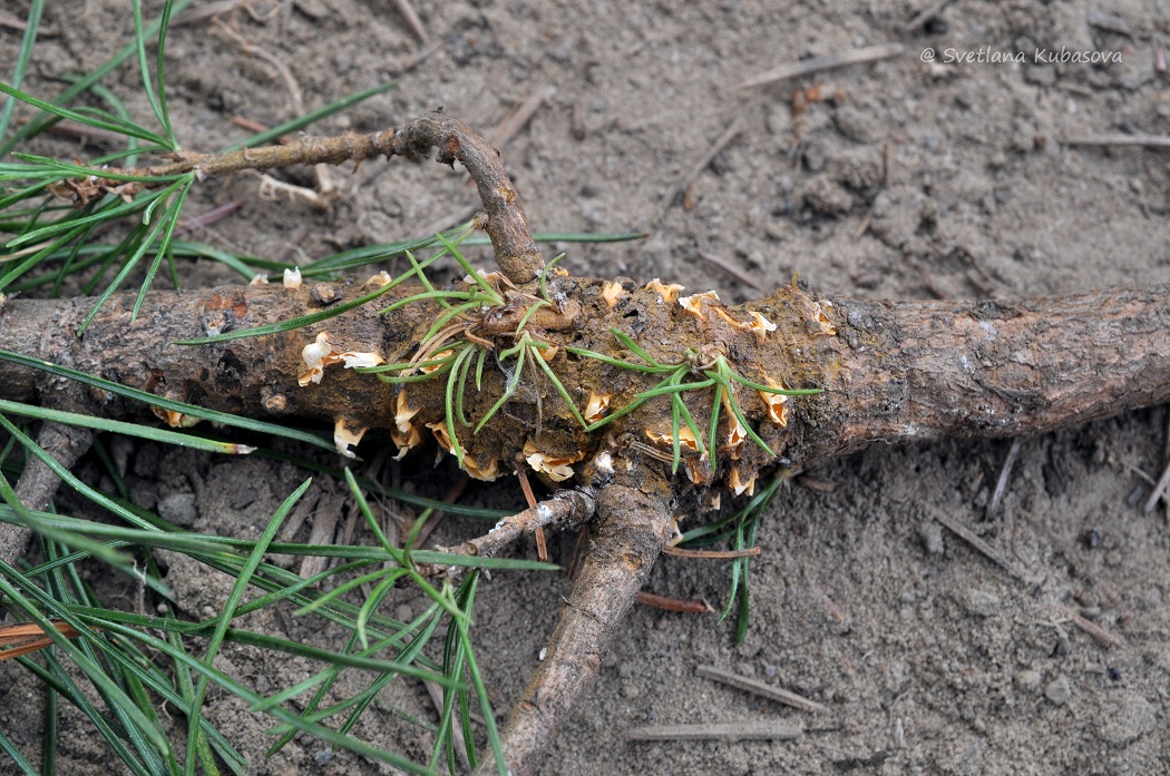 Изображение особи Pinus sibirica.