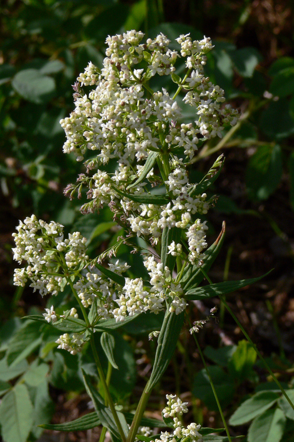 Image of Galium boreale specimen.