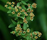 Spiraea × cinerea