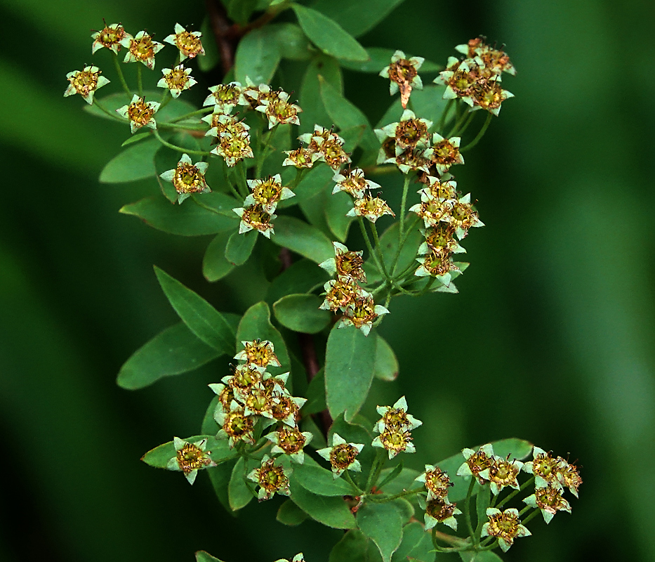 Image of Spiraea × cinerea specimen.