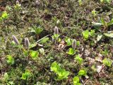 Salix arctica