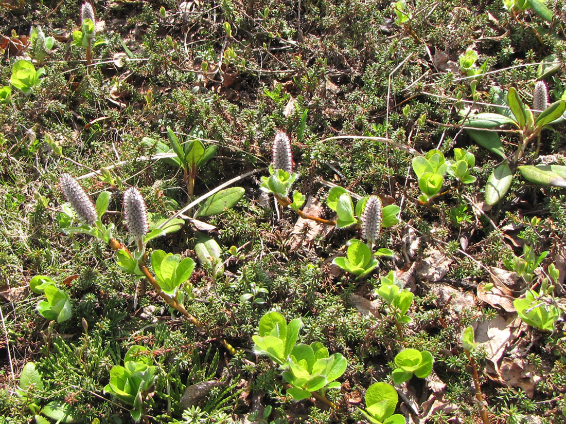 Image of Salix arctica specimen.