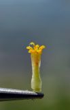 Anthemis rigescens